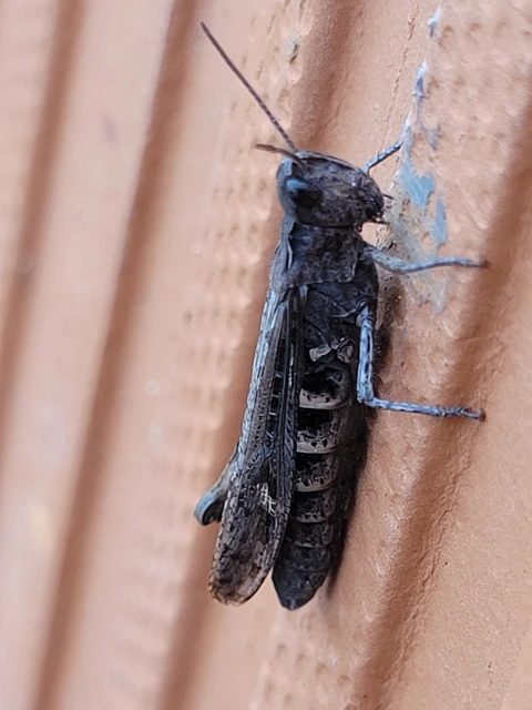 Chorthippus