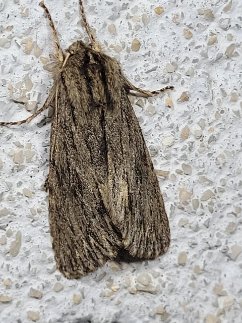 Asteroscopus sphinx - csillagnéző bundásbagoly