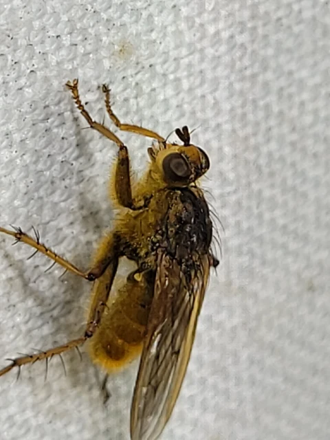 Scathophaga stercoraria - közönséges trágyalégy