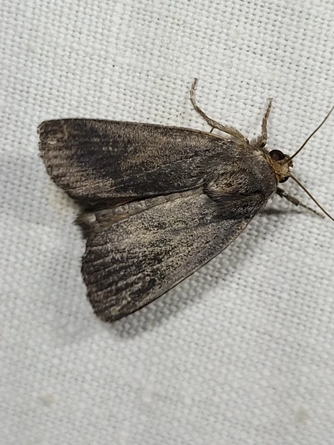 Amphipyra livida - zsírfényű bagoly