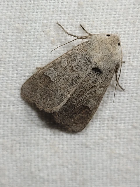 Ammoconia caecimacula - szürke őszibagoly