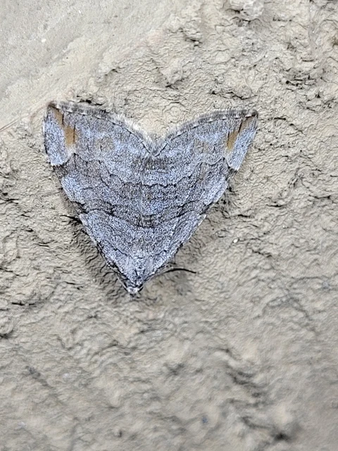 Aplocera efformata/plagiata
