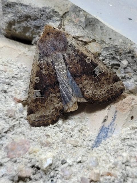 Conistra erythrocephala - vörösfejű őszibagoly