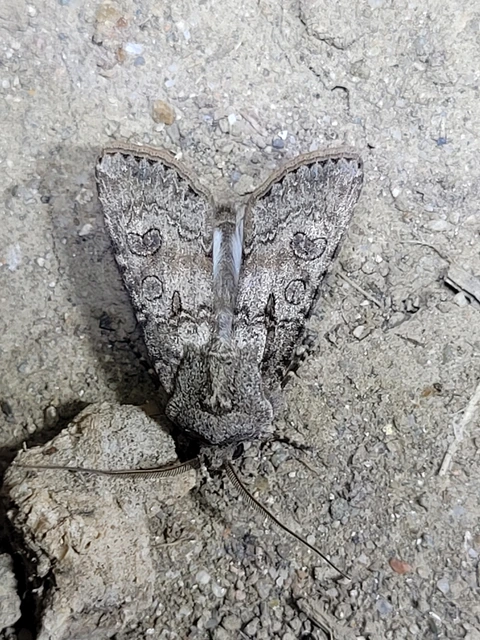 Agrotis segetum - vetési földibagoly