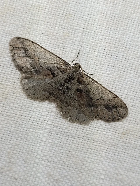 Agriopis bajaria - kökény-téliaraszoló