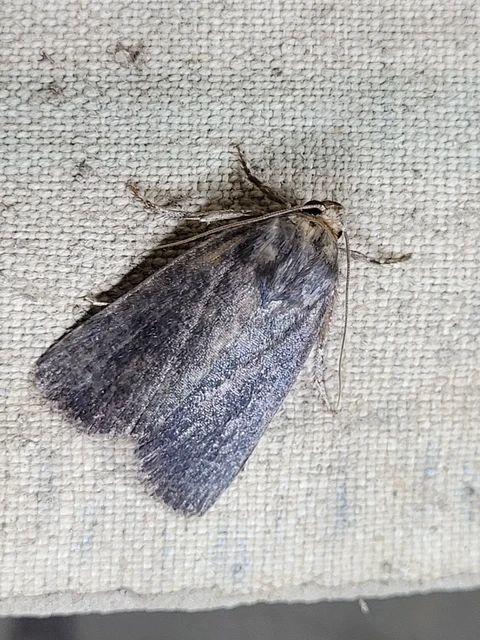 Amphipyra livida - zsírfényű bagoly
