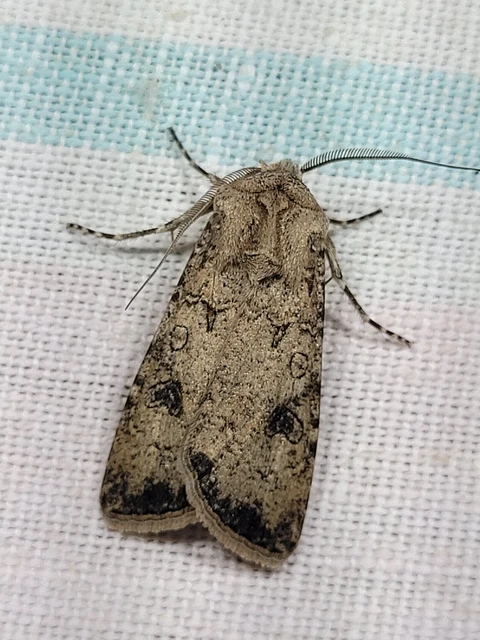Agrotis segetum - vetési földibagoly