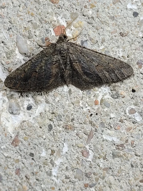 Agriopis bajaria - kökény-téliaraszoló