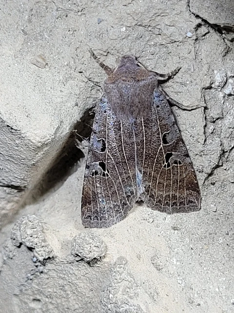 Conistra rubiginosa - szürke télibagoly