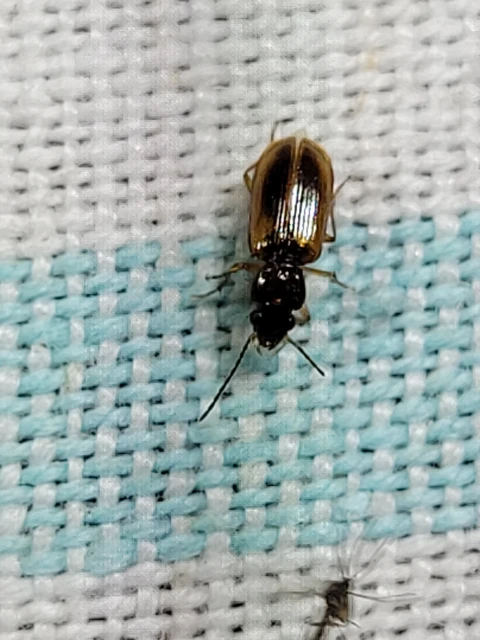 Anthracus consputus - nyerges kisdedfutó