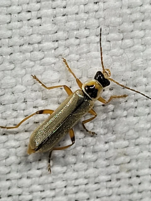 Metacantharis clypeata - tavaszi lágybogár
