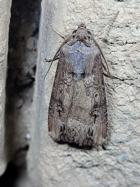Agrotis ipsilon - nagy földibagoly