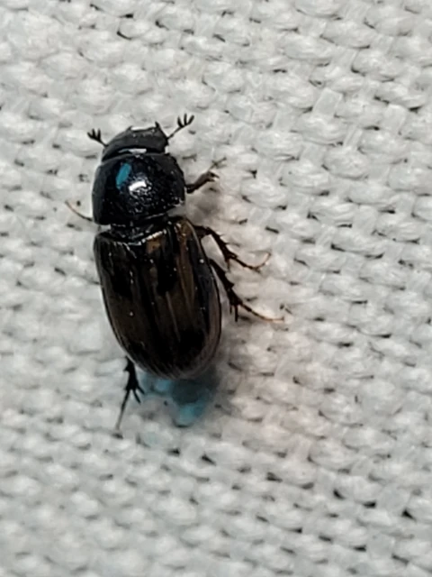 Aphodius distinctus - rajzos trágyabogár