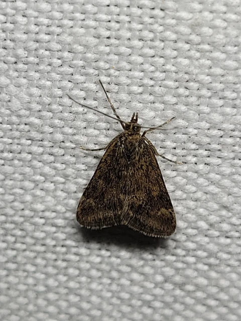 Pyrausta despicata - réti bíbormoly