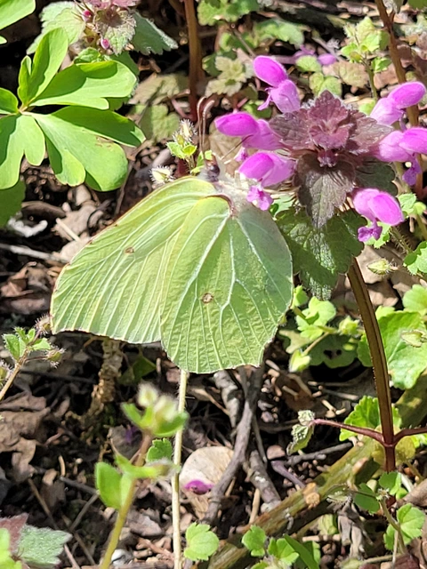 Gonepteryx rhamni - citromlepke