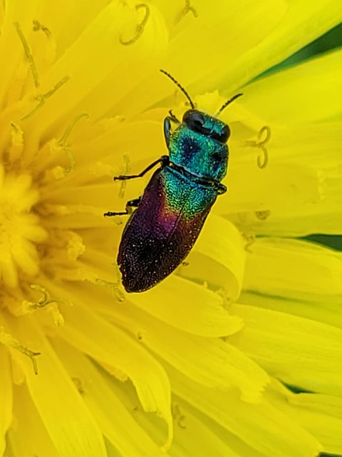 Anthaxia salicis - bíboros virágdíszbogár
