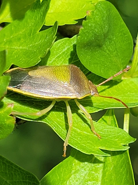 Piezodorus lituratus - bíboros címerespoloska Piezodorus lituratus - bíboros címerespoloska