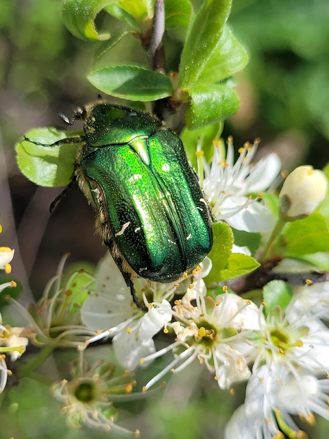 Cetonia aurata - aranyos virágbogár