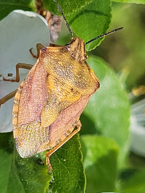 Carpocoris Carpocoris