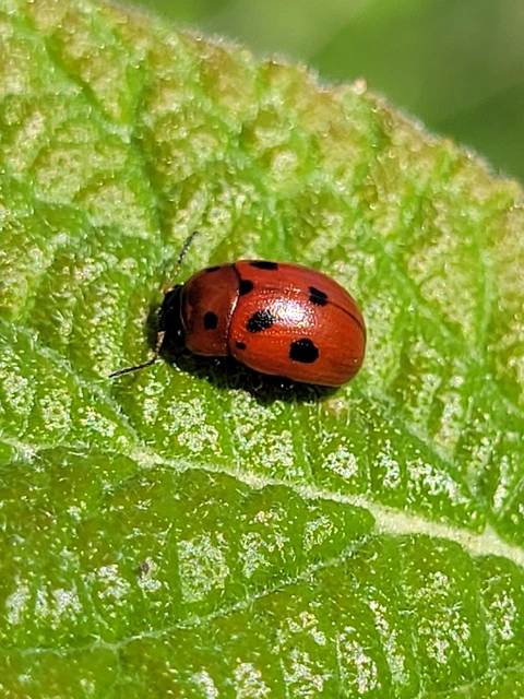 Gonioctena fornicata - közönséges lucernabogár