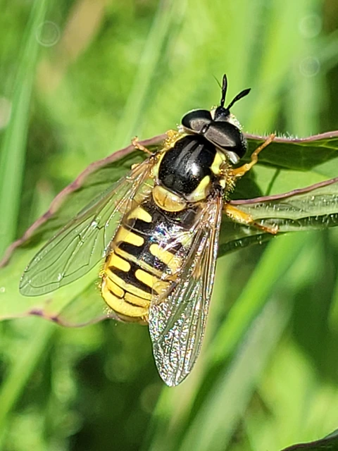 Chrysotoxum