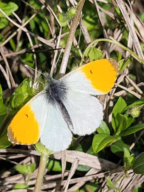 Anthocharis cardamines - hajnalpírlepke