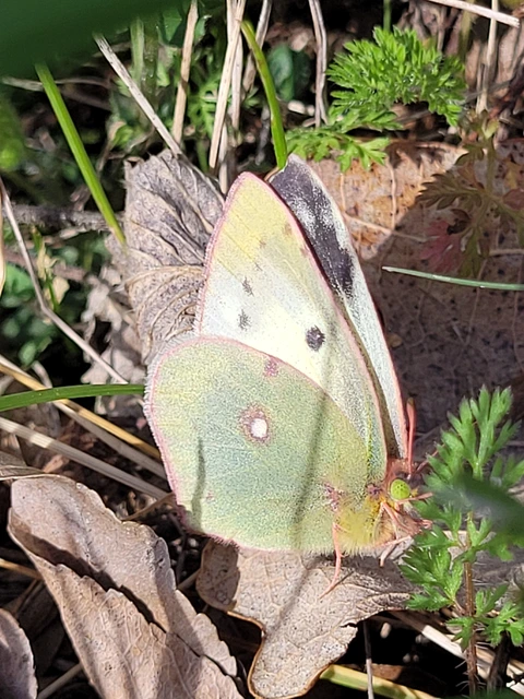 Colias alfacariensis - déli kéneslepke