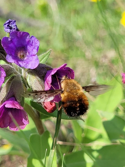 Bombylius discolor - feketefarú pöszörlégy