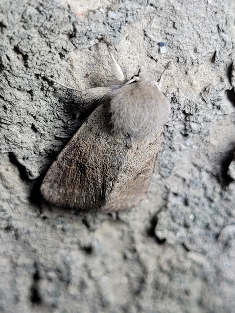 Orthosia cruda - kis barkabagoly