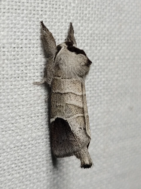 Clostera curtula - rövidszárnyú levélszövő