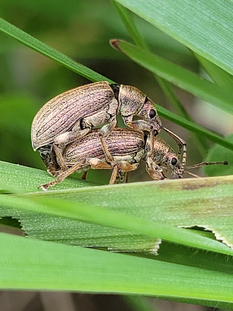 Phyllobius pyri - gyümölcsfa-levélormányos