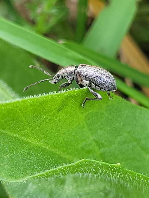 Phyllobius pyri - gyümölcsfa-levélormányos
