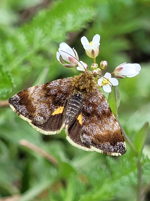 Panemeria tenebrata - apró sárgabagoly