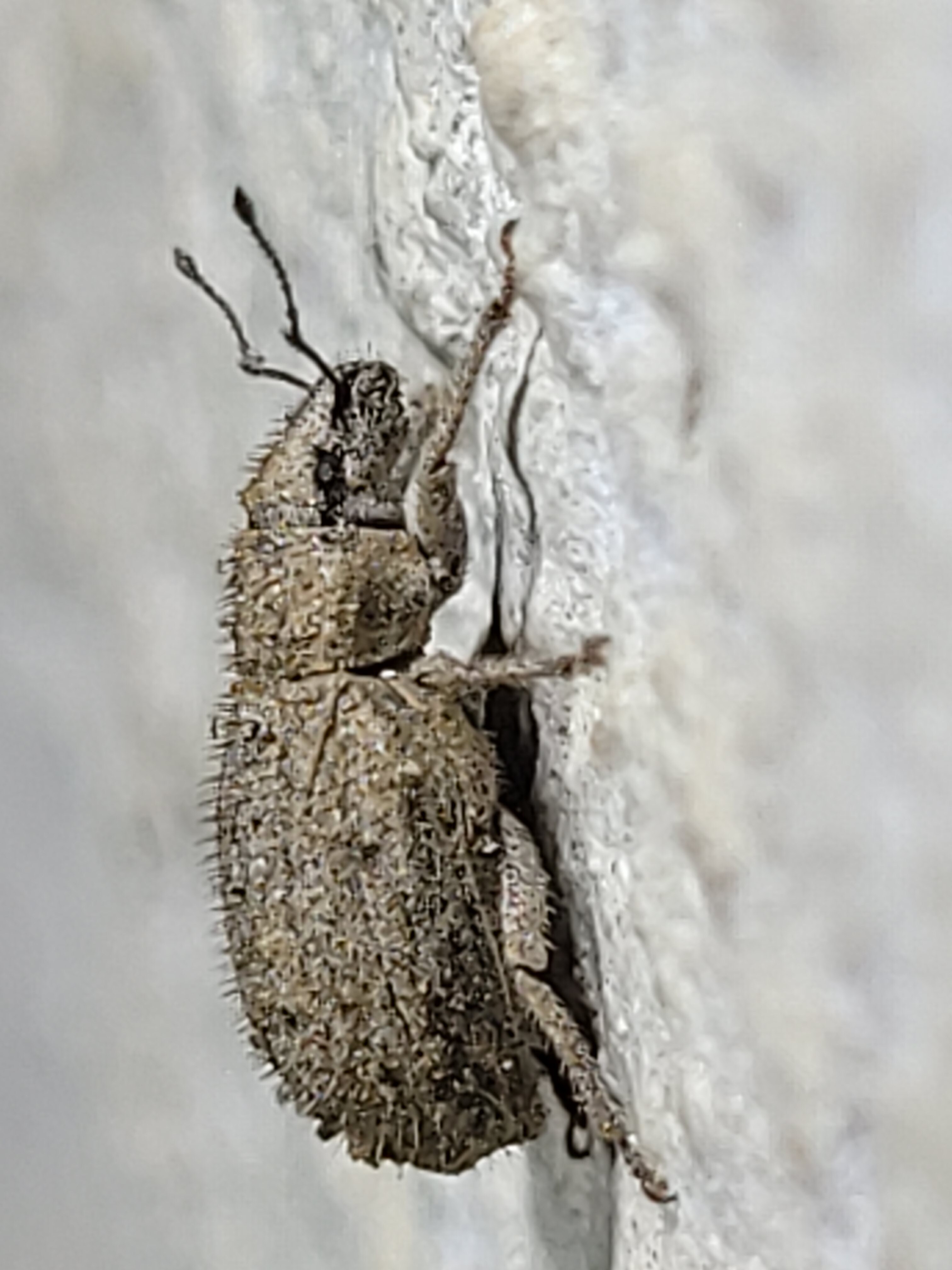 Strophomorphus porcellus - szálkásszőrű ormányos