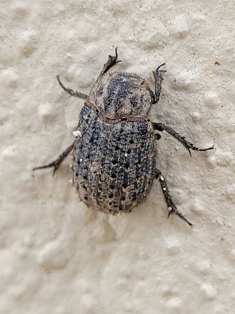 Trox sabulosus - közönséges irhabogár