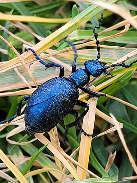 Meloe violaceus - kék nünüke