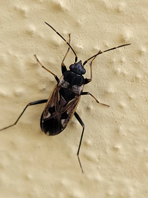 Rhyparochromus vulgaris - közönséges díszesbodobács