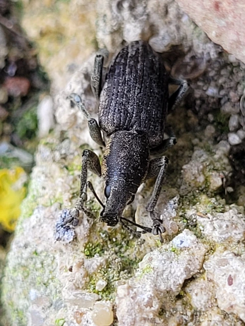Tanymecus palliatus - közönséges hegyesfarúbarkó