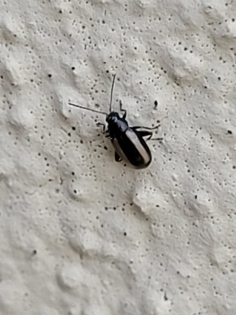 Phyllotreta vittula - muharbolha