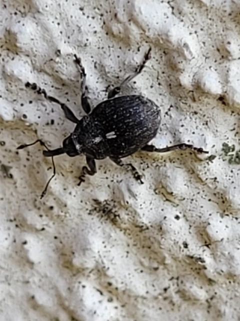 Glocianus