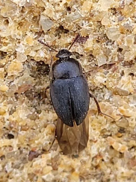 Leiodidae - pecebogárfélék Leiodidae - pecebogárfélék