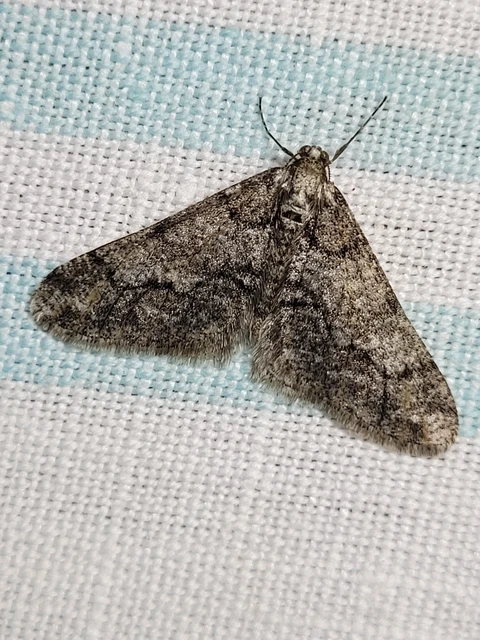 Agriopis leucophaearia - tölgy-tavasziaraszoló