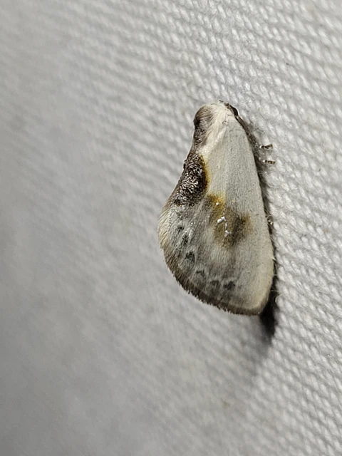 Cilix glaucata - törpe sarlósszövő