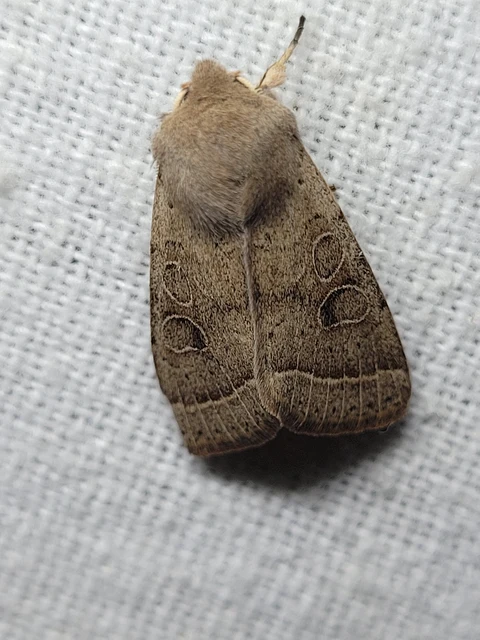 Orthosia cerasi - közepes barkabagoly