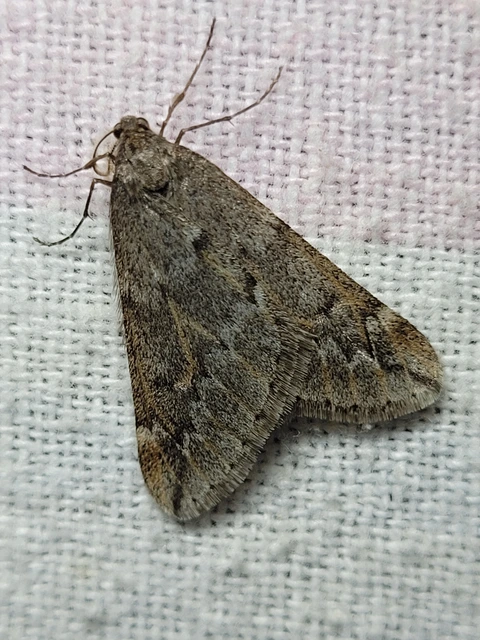 Alsophila aescularia - vadgesztenye-araszoló