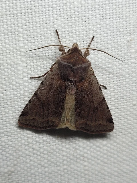 Cerastis rubricosa - vörhenyes tavaszibagoly