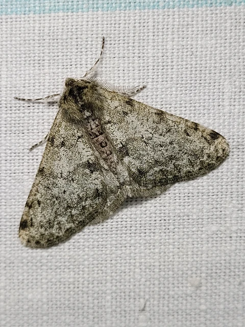 Apocheima pilosaria - zöldes tavasziaraszoló