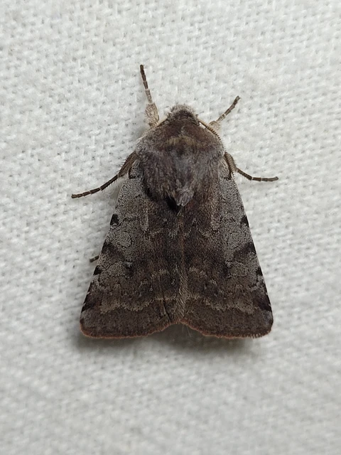 Cerastis rubricosa - vörhenyes tavaszibagoly