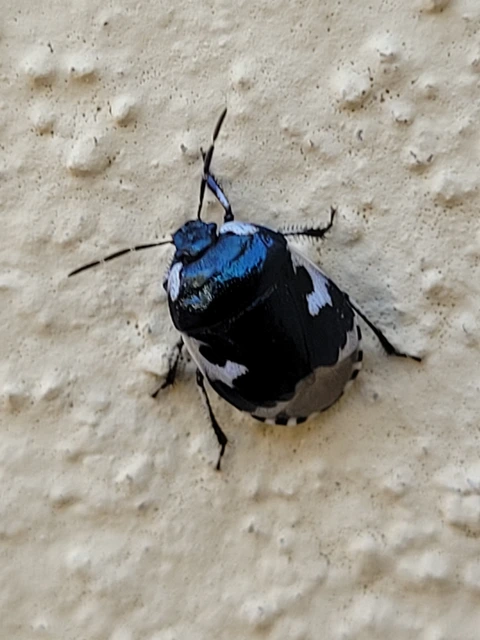 Tritomegas bicolor - foltos földipoloska