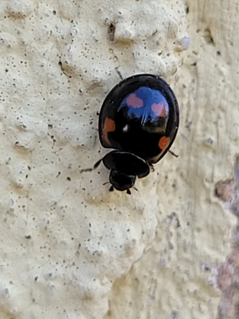 Exochomus quadripustulatus - négyfoltos szerecsenkata